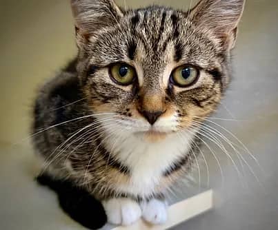 Corn - Domestic Shorthair cat available for adoption at S.H.A.I.D. Tree Animal Shelter in Bridgewater