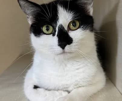 Emily - Domestic Shorthair cat available for adoption at S.H.A.I.D. Tree Animal Shelter in Bridgewater