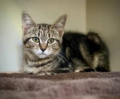 Aki - Domestic Shorthair cat available for adoption at S.H.A.I.D. Tree Animal Shelter in Bridgewater