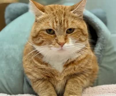 Noble - Domestic Shorthair available for adoption