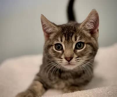 Bridgewater, - Domestic Shorthair cat available for adoption at S.H.A.I.D. Tree Animal Shelter in Bridgewater