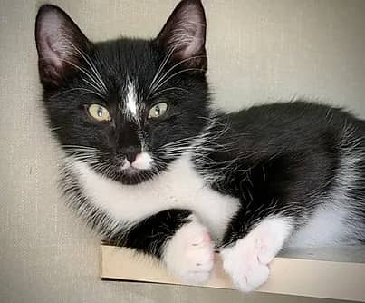 Banzai - Domestic Shorthair available for adoption