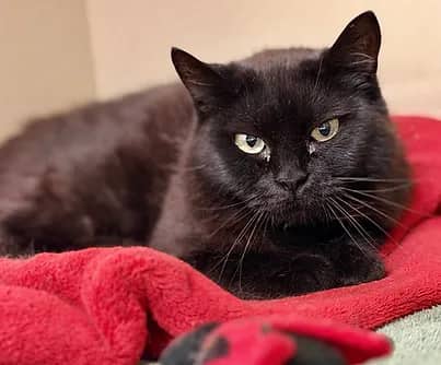Coffee - Domestic Shorthair available for adoption