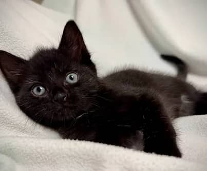 Wendy - Domestic Shorthair cat available for adoption at S.H.A.I.D. Tree Animal Shelter in Bridgewater