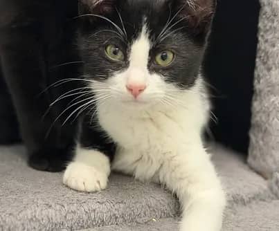 Dewey - Domestic Shorthair available for adoption