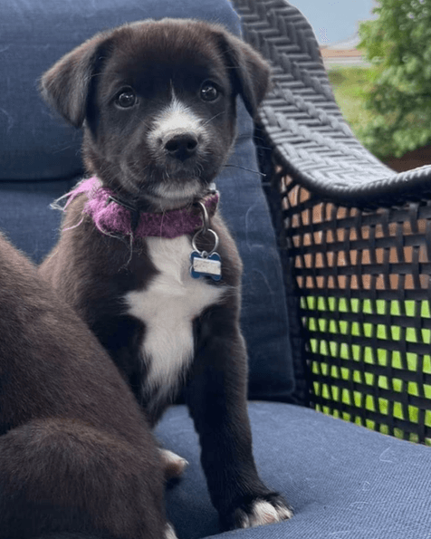 Lainey - Lab X available for adoption