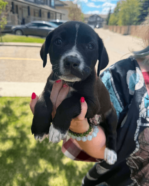 Flash - Lab X available for adoption in Calgary