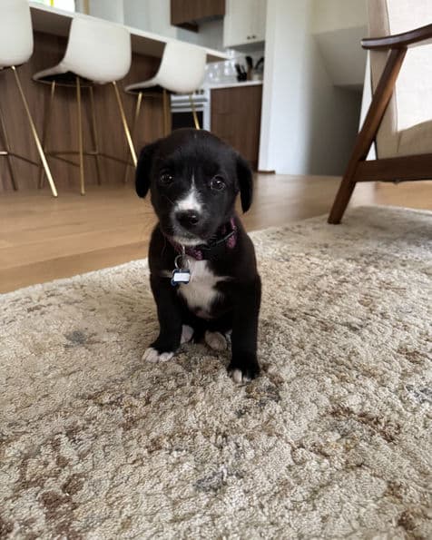 Lainey - Lab X available for adoption