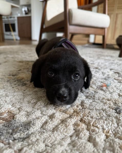 Ella - Lab X available for adoption