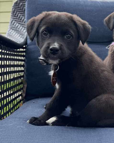 Ella - Lab X available for adoption