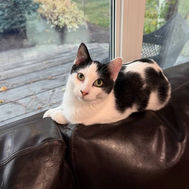 Coral - Domestic Long Hair cat available for adoption at Pawsitive Match in Calgary