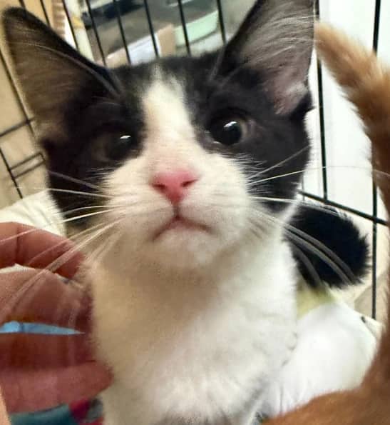 Blanco - Domestic Long Hair cat available for adoption at Pawsitive Match in Calgary
