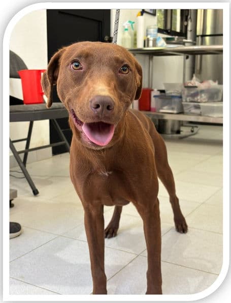 Gabby - Mixed Breed available for adoption in Calgary