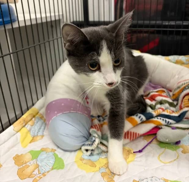 Wendy - Domestic Short Hair cat available for adoption at Pawsitive Match in Calgary