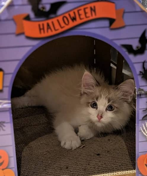 Mirin - Domestic Long Hair cat available for adoption at Pawsitive Match in Calgary