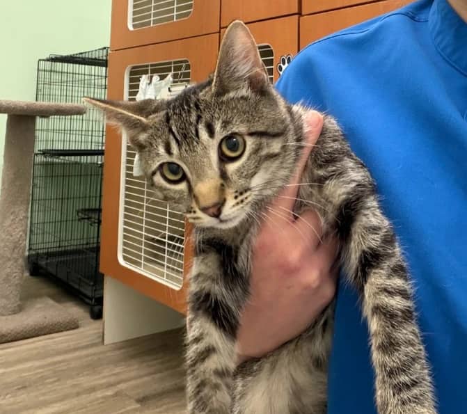 Kevin - Domestic Short Hair cat available for adoption at Pawsitive Match in Calgary