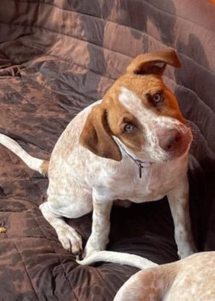 Arlo - Spaniel X available for adoption in Alberta