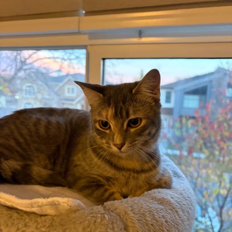 Rojo - Domestic Long Hair cat available for adoption at Pawsitive Match in Calgary