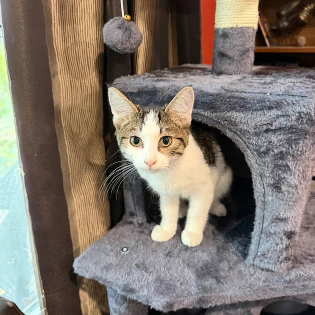 Cafe - Domestic Long Hair cat available for adoption at Pawsitive Match in Calgary