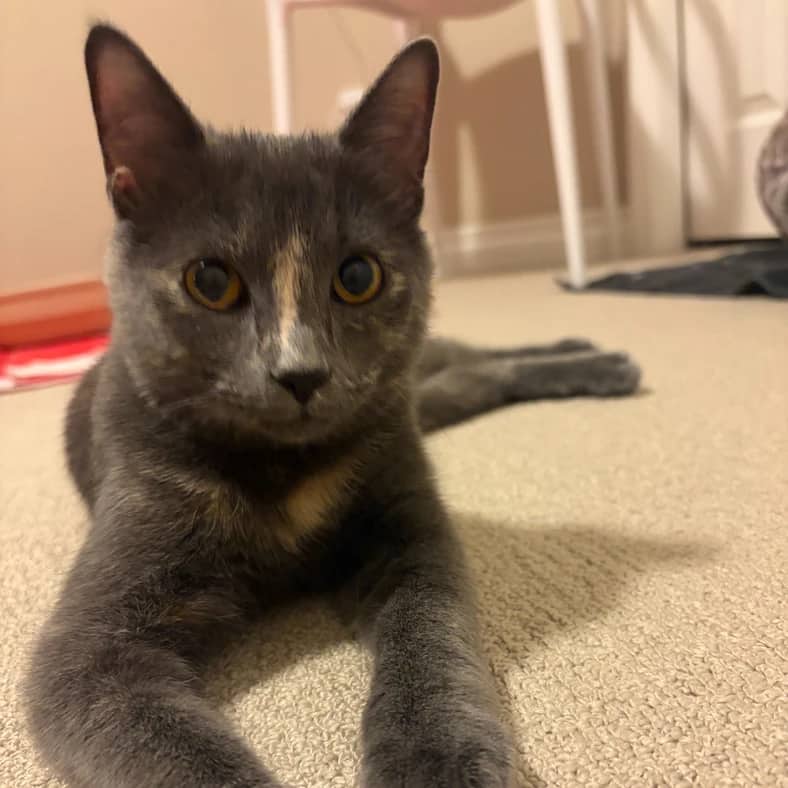 Azul - Domestic Long Hair cat available for adoption at Pawsitive Match in Calgary
