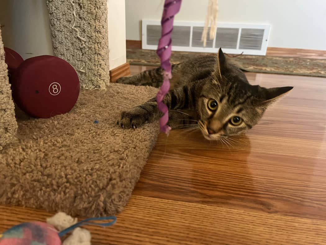 Jake - Domestic Medium/Long Hair cat available for adoption at Pawsitive Match in Calgary