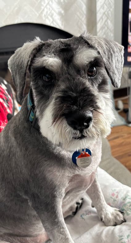 Putty - Miniature Schnauzer X available for adoption at Pawsitive Match in Calgary