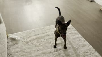 Kalimba - Terrier X available for adoption at Pawsitive Match in Calgary