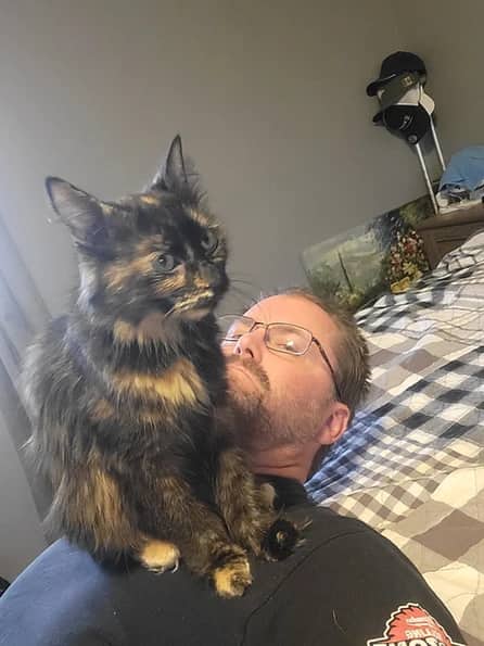 Camelina - Domestic Long Hair cat available for adoption at Pawsitive Match in Calgary