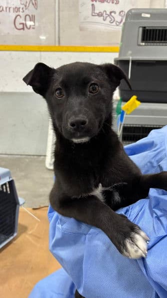 Lottie - Lab X available for adoption at Pawsitive Match in Calgary