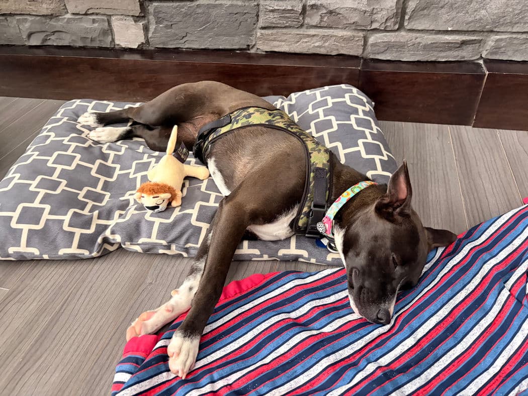 Sussy - Terrier X available for adoption at Pawsitive Match in Calgary