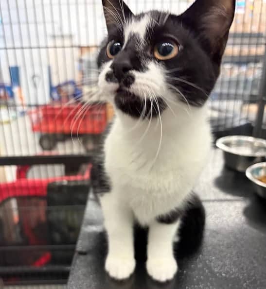 Darlene - Domestic Short Hair cat available for adoption at Pawsitive Match in Calgary