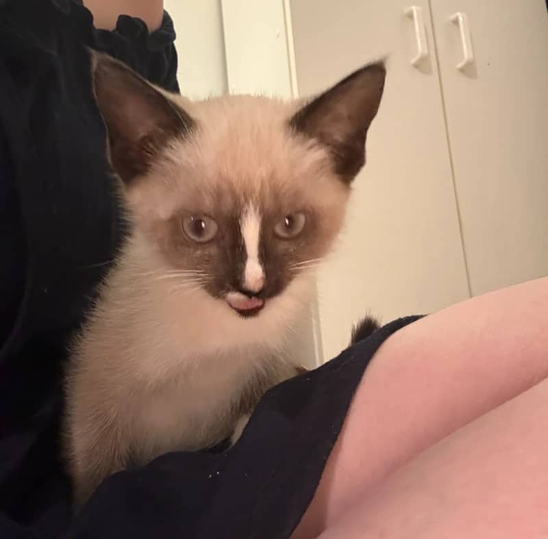 Tamari - Domestic Short Hair cat available for adoption at Pawsitive Match in Calgary
