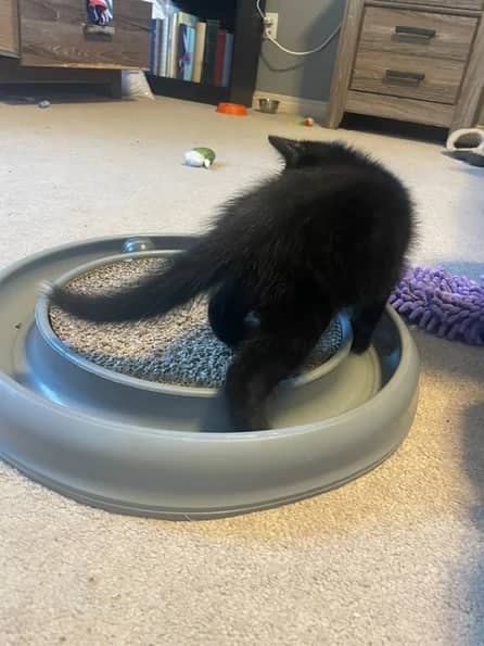 Alfalfa - Domestic Short Hair cat available for adoption at Pawsitive Match in Calgary