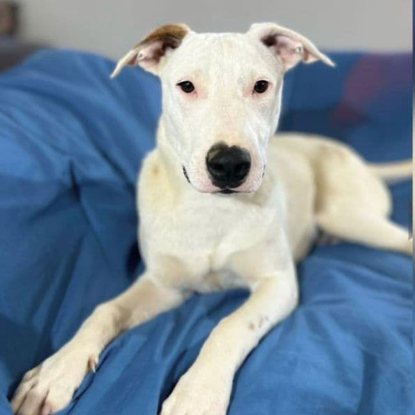 Gobi - Terrier X available for adoption
