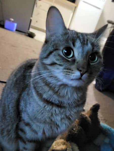 Sir Reginald - Domestic Short Hair cat available for adoption at Pawsitive Match in Calgary