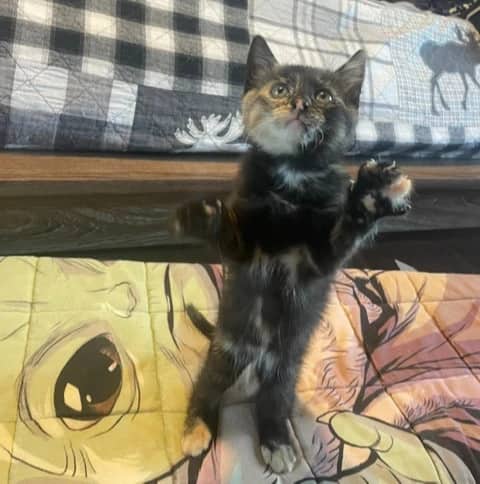 Flax - Domestic Short Hair cat available for adoption at Pawsitive Match in Calgary