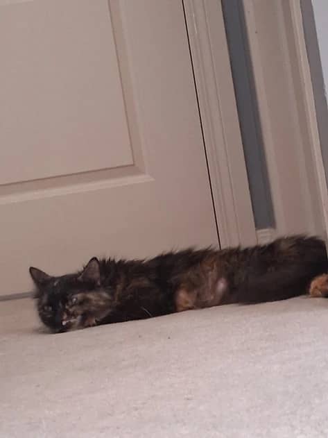 Camelina - Domestic Long Hair cat available for adoption in Alberta