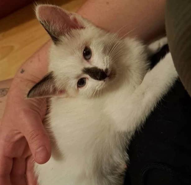 Yuzu - Domestic Short Hair cat available for adoption at Pawsitive Match in Calgary