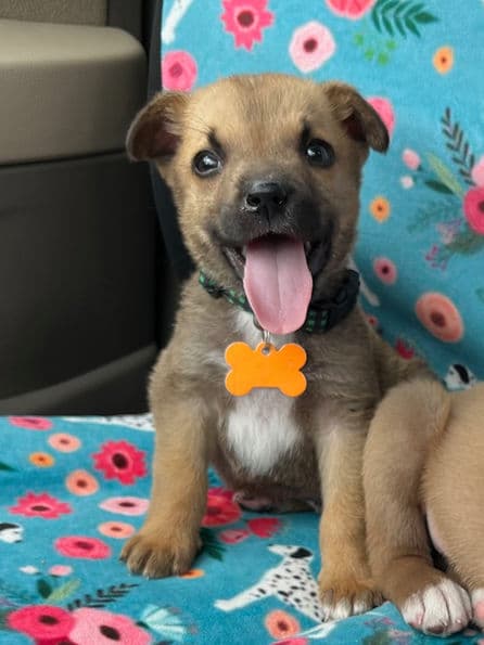 Biscuit - Lab X available for adoption in Alberta