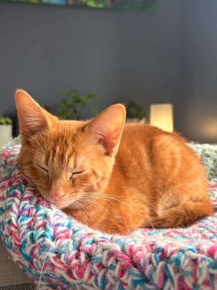 Naranja - Domestic Long Hair cat available for adoption at Pawsitive Match in Calgary