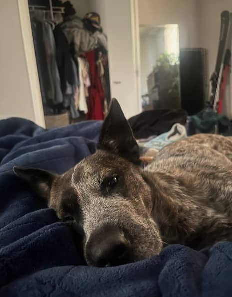 Ivy - Australian Cattle Dog X available for adoption in Alberta