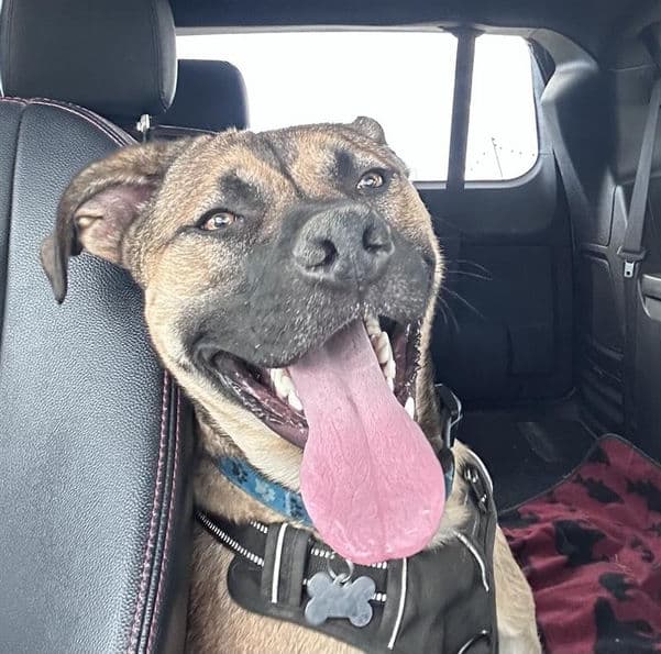 Benedict - Mixed Breed available for adoption in Alberta