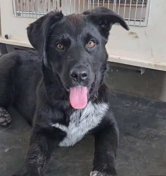Dora - Lab X available for adoption in Alberta