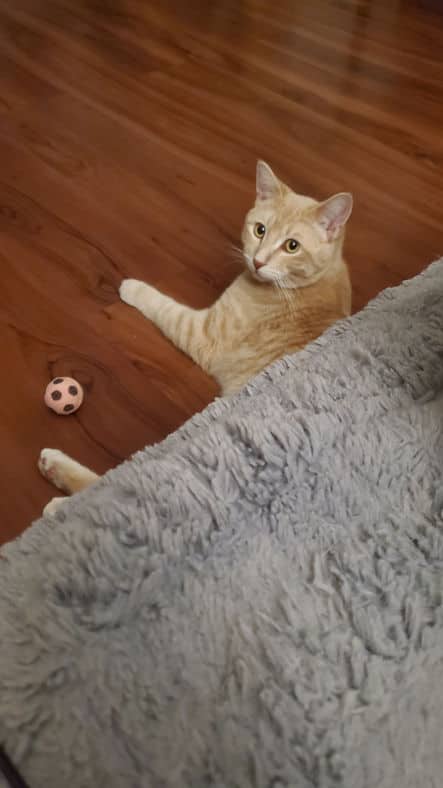 Norway - Domestic Short Hair available for adoption