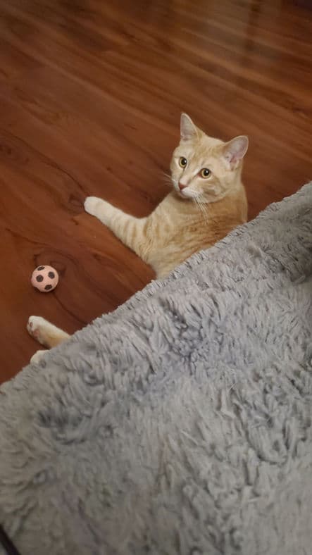 Norway - Domestic Shorthair cat available for adoption at Pawsitive Match in Calgary