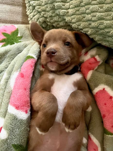 Butters - Lab X available for adoption