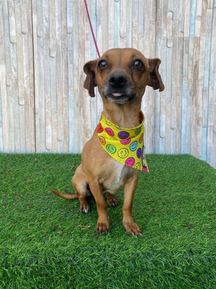 Dandy - Daschund X available for adoption at Pawsitive Match in Calgary
