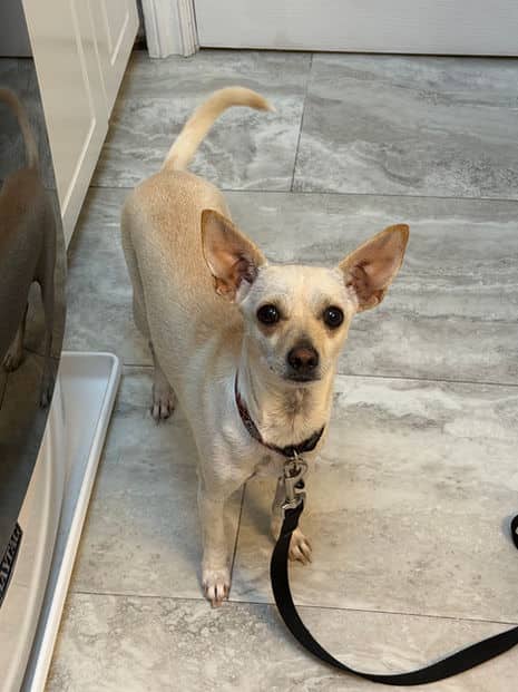 Rosa - Chihuahua X available for adoption
