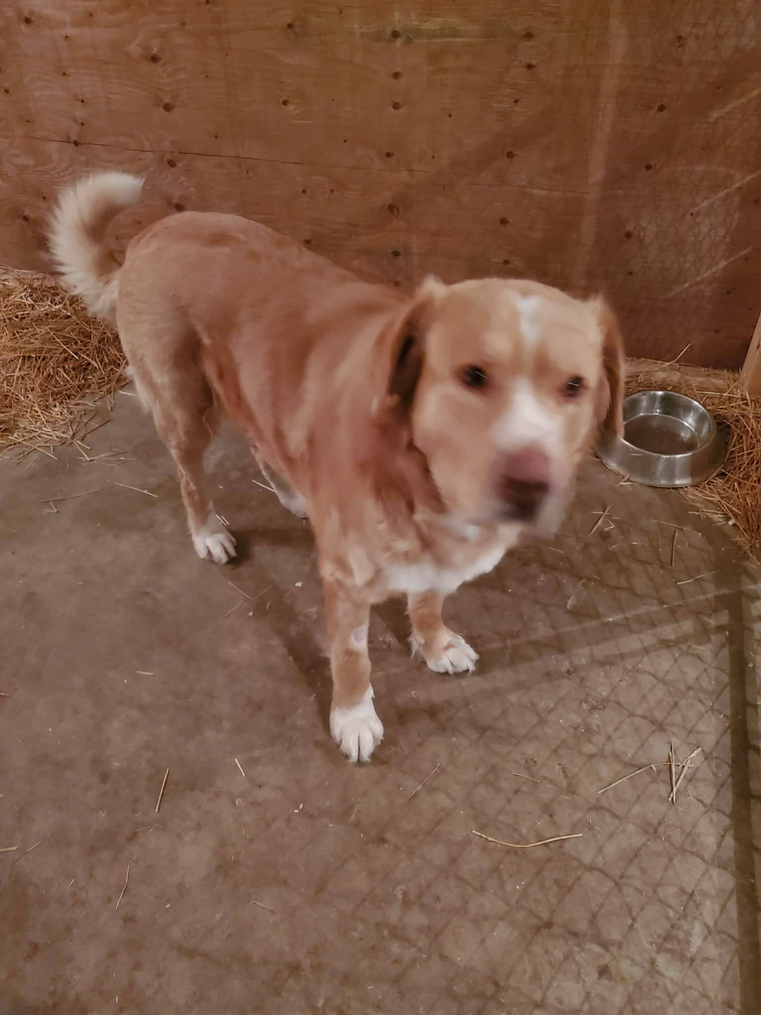 Buck 2.0 - Lab mix available for adoption in Saskatchewan