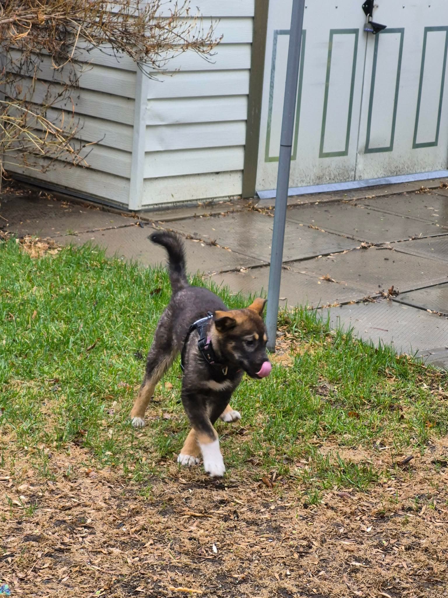 Bert - Shepherd mix available for adoption in Saskatchewan